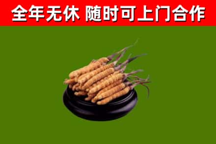 侯马市烟酒回收冬虫夏草.jpg